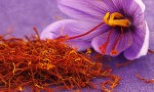 زعفران سحرخیز